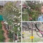 How can the right use of government schemes change lives? Learn from Kamal Giri’s story